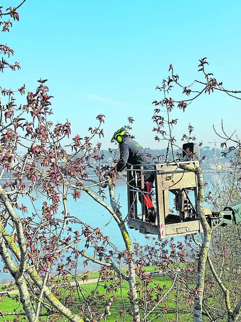Das kompetente Team vom Behr Baumdienst ist im Norden – hier in Hamburg – tätig | Foto: Baumdienst Behr