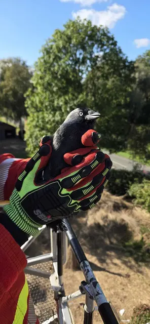 Ortsbrandmeister Michael Eckhoff hat einen Vogel – fest im Griff. Die Dohle wurde erfolgreich befreit. | Foto: Feuerwehr Burweg