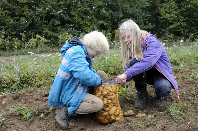 Kinder lesen selbst Kartoffeln vom Museumsacker auf beim "Apfel- und Kartoffeltag" im Freilichtmuseum am Kiekeberg. | Foto: FLMK