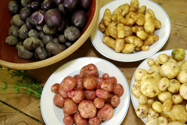 Erkunden Sie alte, neue und auf jeden Fall bunte Kartoffelsorten beim "Apfel- und Kartoffeltag" im Freilichtmuseum am Kiekeberg am 18.10. | Foto: FLMK