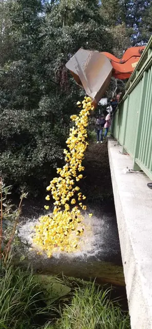 Die Enten werden von der Brücke in die Este geworfen | Foto: Sandra Apel-Kuhn