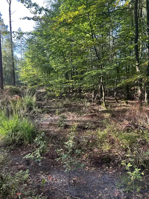 Junge Bäume sorgen dafür, dass am Bornberg ein abwechslungsreicher Laubmischwald entsteht. | Foto: Landkreis Harburg