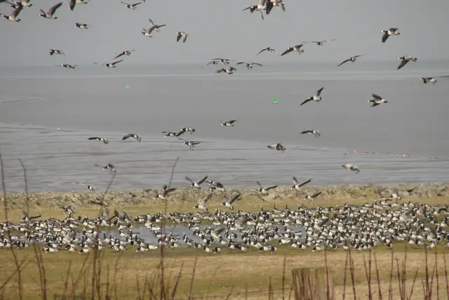 Riesige Vogelschwärme rasten zurzeit in unmittelbarer Nähe des Natureums, um sich von der langen Reise und der anstrengenden Brutzeit im hohen Norden zu erholen. | Foto: Bock/Natureum 
