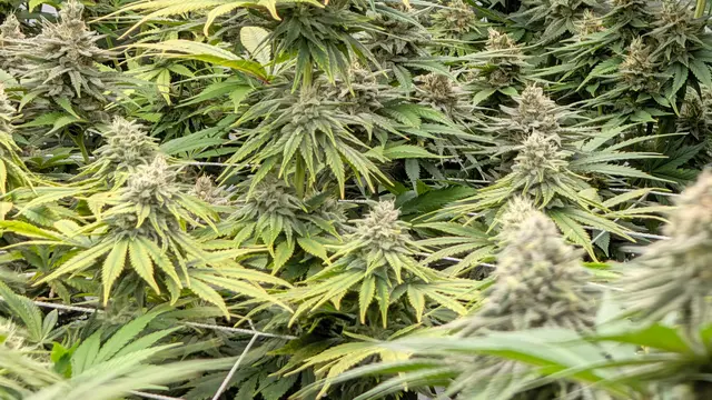 Der Cannabis Social-Club Verdevida e.V. präsentiert sein neues Gelände mit dem fertiggestellten Abgabecontainer in Winsen | Foto: Jan Filter