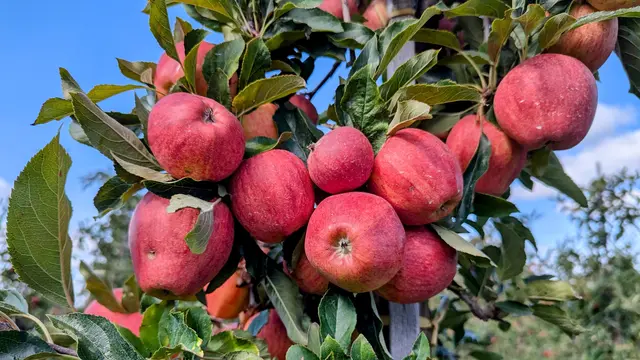Die Früchte an den Bäumen am Achterdeicher Weg in Stelle dürfen für den Eigenbedarf gepflückt werden | Foto: Jan Filter