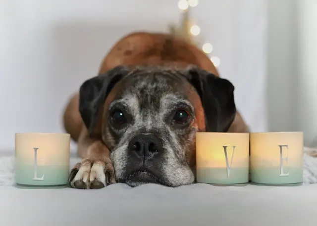 Boxer-Opi Murphy ist elf Jahre alt | Foto: Monika Schlack