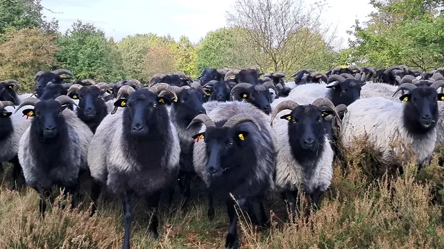 Eine Heidschnuckenherde bevölkert derzeit die Barger Heide | Foto: Hansestadt Stade