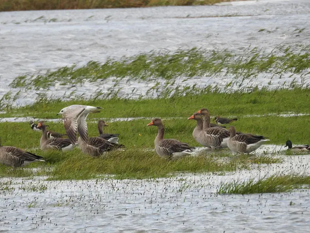 Graugänse, Kiebitze, Sturmmöwe und Stockente im Kehdinger Vorland | Foto: Andreas  Nees