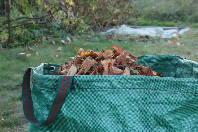 Laub liegen lassen statt aufsaugen: So helfen Gartenbesitzer Igeln und Insekten | Foto: NABU/Eric Neuling