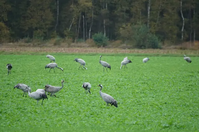 Die Kraniche sammeln sich für ihren Flug gen Süden - hier bei einer Rast in Königsmoor | Foto: bim