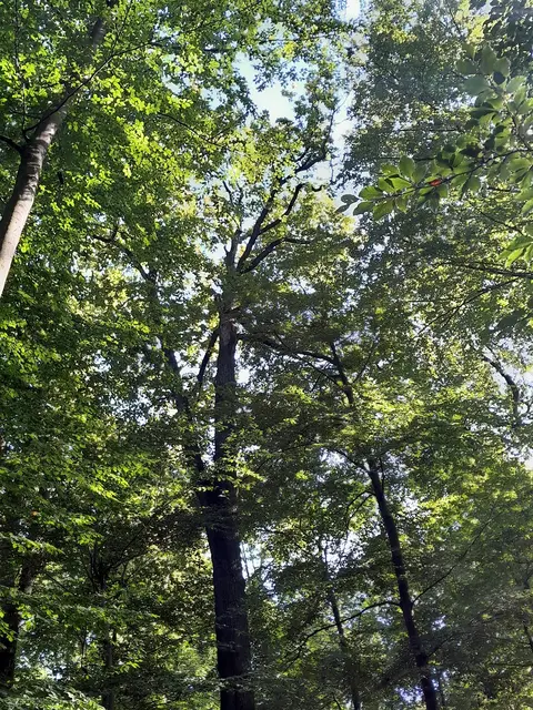 Alte Eichen erhalten, junge Bäume fördern: Im Himmelpfortener Wald schaffen die Niedersächsischen Landesforsten durch gezielte Pflegearbeiten bessere Bedingungen für die nächste Waldgeneration. | Foto: Berel