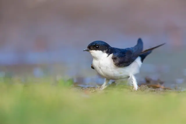 Der neue Vogel des Jahres ist die Mehlschwalbe | Foto: Mathias Schäf