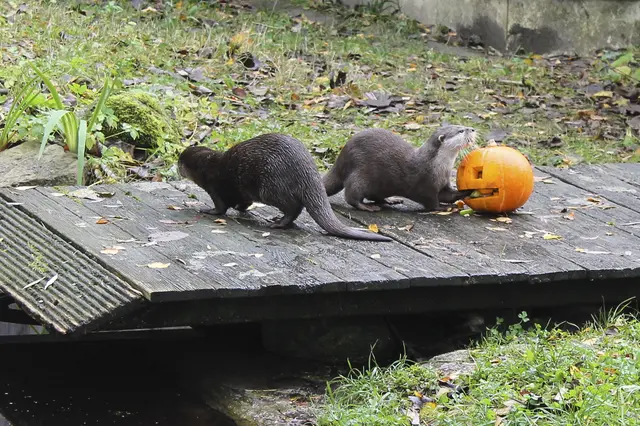 Zwergotter mit Halloween-Kürbis
