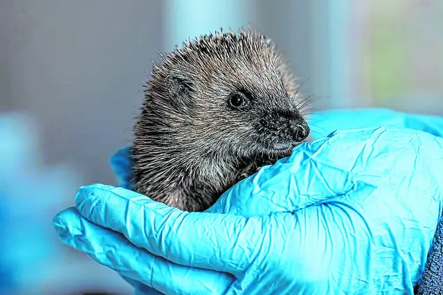  Dieser junge Igel wiegt weniger als 500 Gramm und wird im Tierschutzzentrum Weidefeld des Deutschen Tierschutzbundes aufgepäppelt
 | Foto: Deutscher Tierschutzbund e.V. / Marc Jeworrek