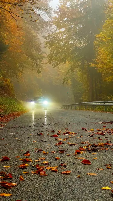 Vorsichtiges Fahren bei Nebel und Laub auf der Straße | Foto: TNM / Pellinni / Adobe Stock