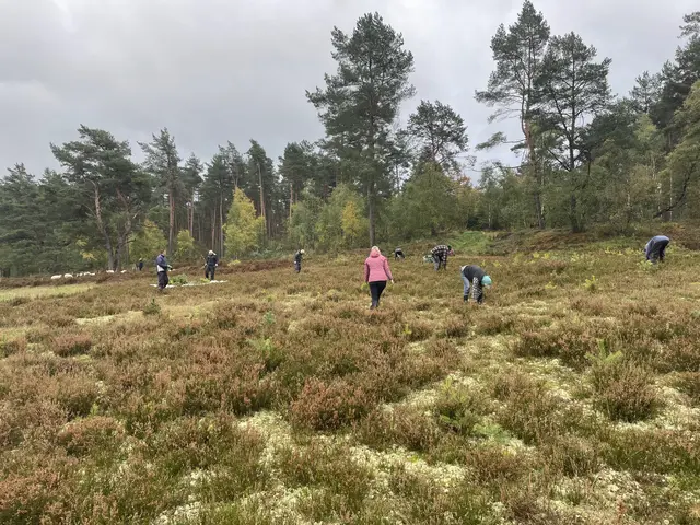 Tatkräftig für die Natur waren die Helferinnen und Helfer in der Wulmstorfer Heide im Einsatz | Foto: Landkreis Harburg