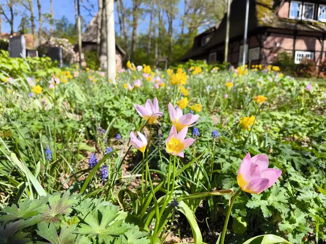 Auch im Frühjar 2027 sollen die Blumen wieder blühen  | Foto: Die Grünen Jesteburg / Petra Finnern