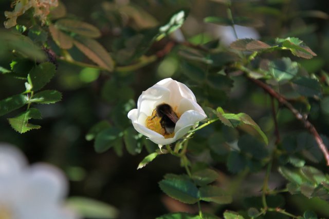Kleine Hummel auf der Blüte einer Heckenrose