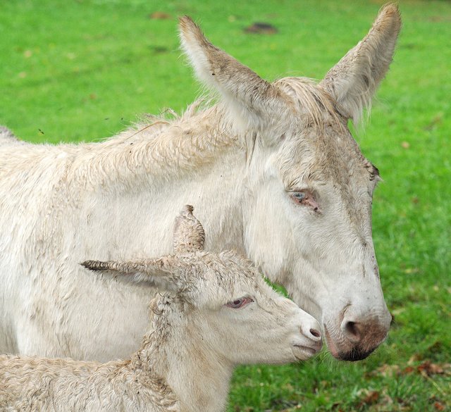 (tw). Das erste kleine Barockesel-Fohlen hat jetzt im Wildpark Schwarze Berge in Vahrendorf (Rosengarten) das Licht der Welt erblickt. Von der stolzen Mutter Gloria wird der weiße Fuchur mit den großen blauen Augen mit Küssen und Fürsorge überhäuft. Da die sehr selten Barockesel jedoch äußerst gesellig sind, passt es optimal, dass auch Hauseseldame Fee kürzlich ihren kleinen Hengst Fu, der im Gegensatz zu seinem Spielgefährten fast schwarz ist, geboren hat. | Foto: Andy Ertel