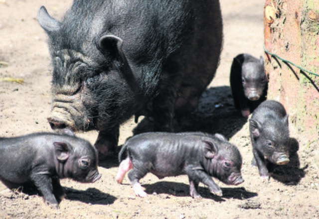 "Grunz, grunz" - ein putziges Quartett mit Ringelschwänzchen begrüßt ab sofort die Besucher des Wildpark Schwarze Berges in Rosengarten-Vahrendorf (Landkreis Harburg). Erst kürzlich erblickten die vier kleinen Hängebauchschweinchen (2 Mädchen und zwei Jungen) das Licht der Welt und erschnüffeln nun neugierig ihre Umgebung - aber immer in der Nähe von ihrer Mama. Bei der Namensgebung können Wildpark-Besucher noch bis zum 15. Mai Vorschläge an der Kasse abgeben. | Foto: Wildpark Schwarze Berge