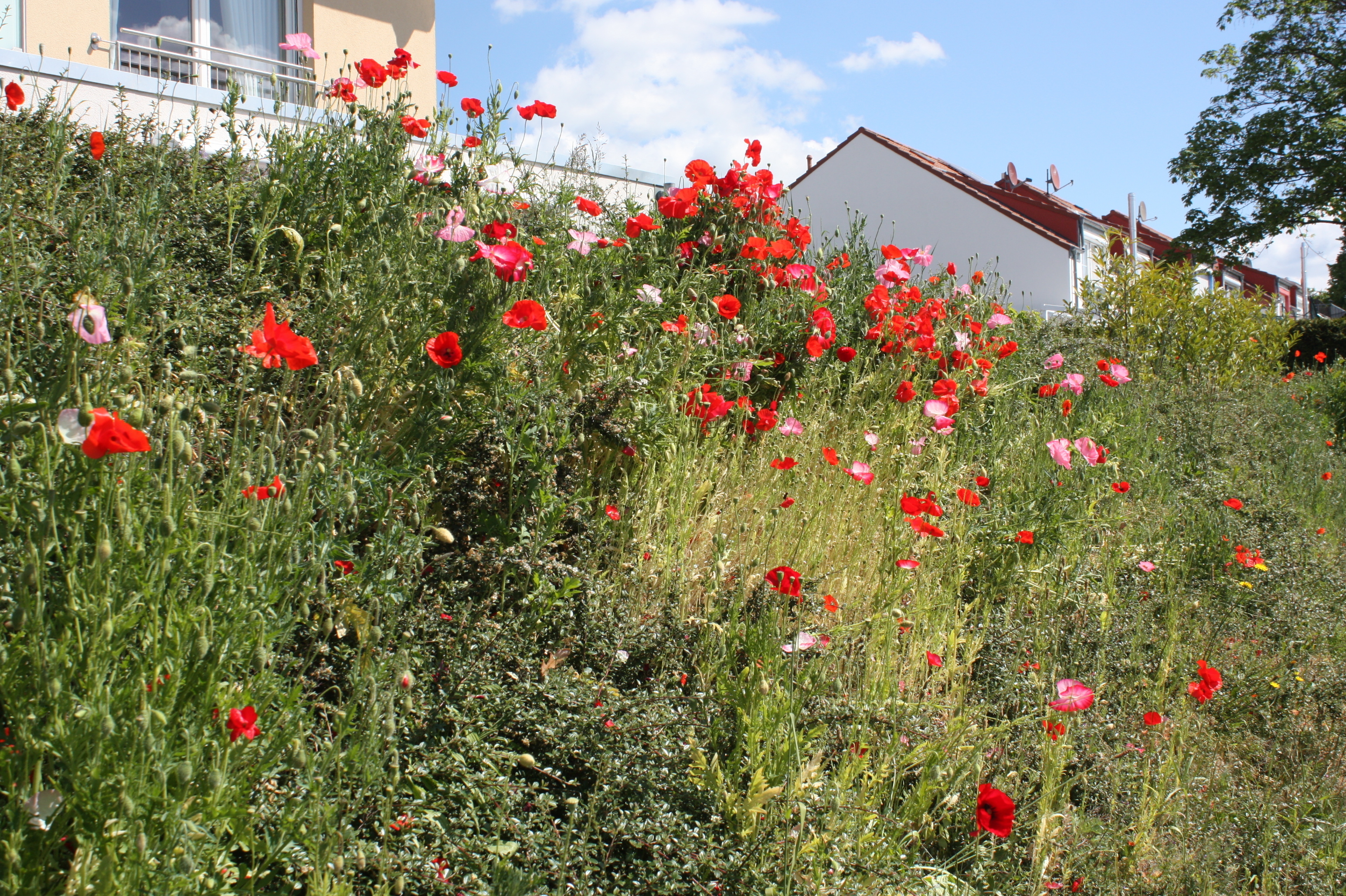 Diese bunten Blumen blühen am Heidekamp in Buchholz