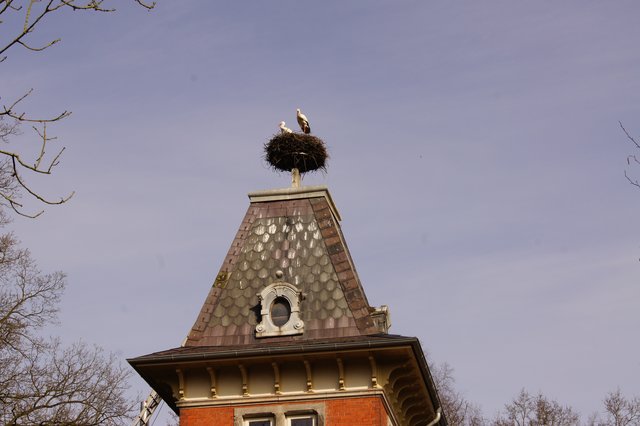 Die Störche sind zurück: Unter anderem haben die Adebare das Nest auf dem Horneburger Schloss bezogen