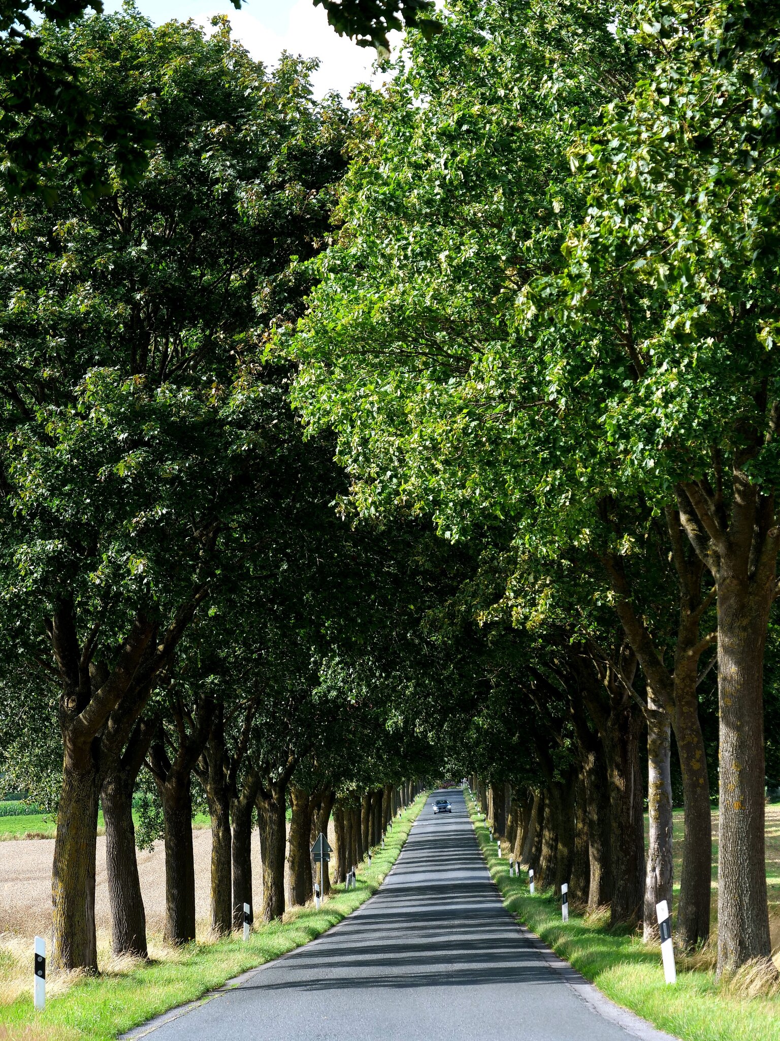 Schöne Allee