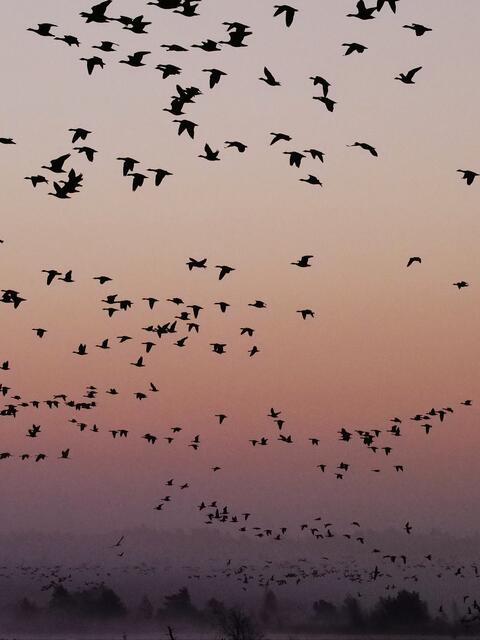 Abflug der Wildgänse 