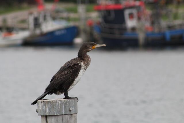 Fisch, wo steckst Du ... ?!