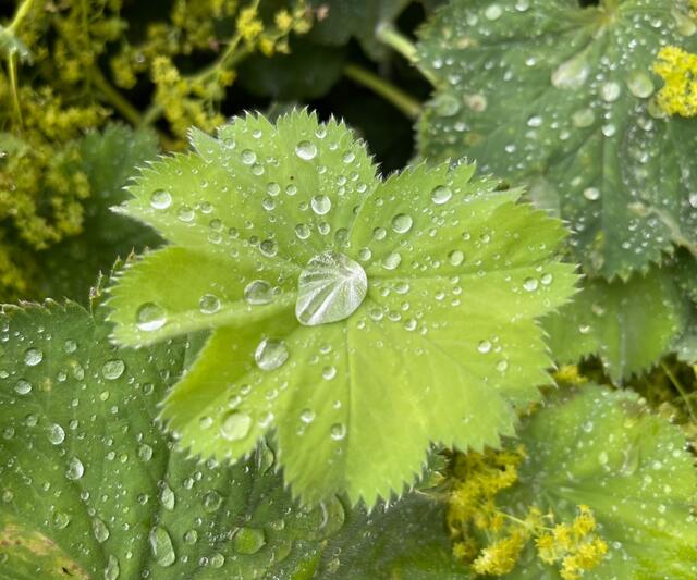 Freudentränen der Seele, werden als Tautropfen im Frauenmantel eingebettet🍀

