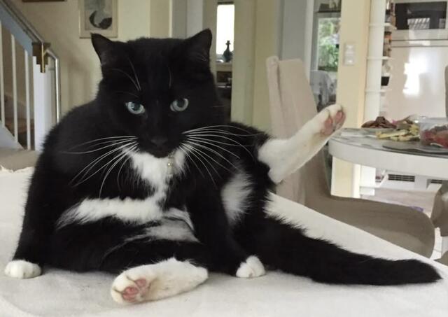 wenn du beim Yoga 🧘 die Kerze nicht hinbekommst, dann mach doch einfach ein Teelicht🐈‍⬛😝🍀