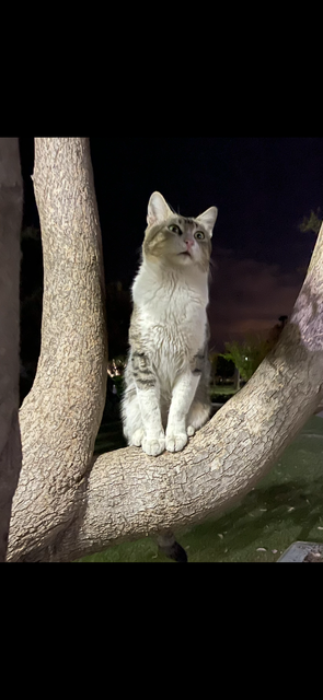 Die Katzenseele ist ein geheimnisvolles Buch, 📗 welches Menschen nicht lesen können🍀