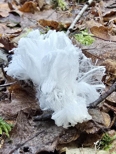 Bezauberndes Haareis im Stuvenwald (Landschaftsschutzgebiet "Rosengarten- Kiekeberg- Stuvenwald") | Foto: Ursula Lorenz