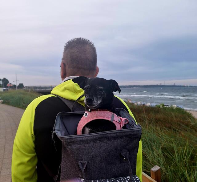 Elly unser Sonnenschein
Wir haben Sie vor 10 Jahren aus einer Tötungsstation in Mallaga bekommen
Sie hat all die Jahre uns oft zum Lachen gebracht und uns soviel Dankbarkeit gezeigt.
Sie liebt es zu kuscheln und mag nicht so gerne lange Spaziergänge wie man auf dem Foto sehen kann.Wir würden uns freuen wenn Sie bei der Fotoaktion gezeigt würde,sie hätte es so verdient. 
Mit freundlichen Grüßen 
Maike u.Jörg Reier und natürlich Elly