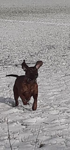 Der erste Schnee für dieses Jahr, muss "man" Hund 🐕 doch nutzen