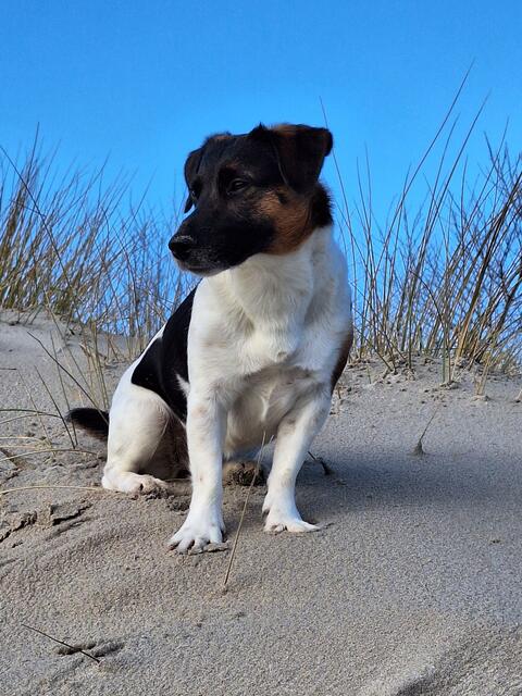 Wilma unsere niedliche Jack Russell Hündin 