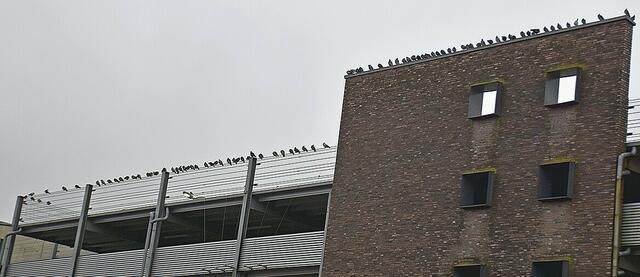 Ein schönes Plätzchen für die Vögel  | Foto: Axel-Holger Haase