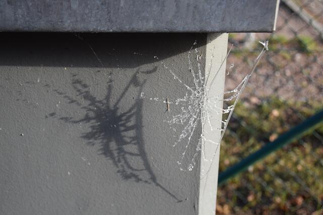 Spinnennetz mit Morgentau und Schatten | Foto: Axel-Holger Haase