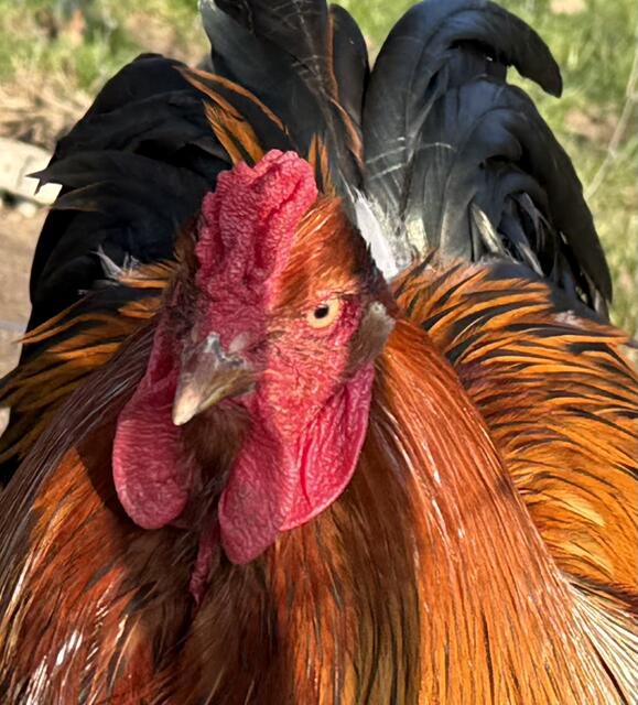 🐔 der „König“ unter den Hühnern🍀