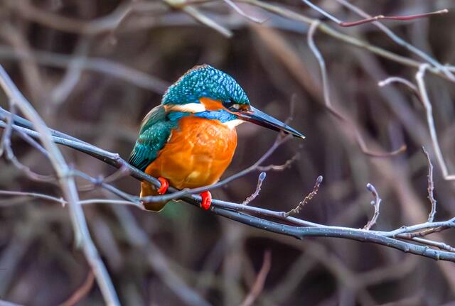Eigentlich wollte ich den Winter in den Winsener Wiesen fotografieren, aber dann sitzt dort auf einmal das Farbwunder.
Der kleine Eisvogel ist ein schneller und aufmerksamer Jäger, umso glücklicher war ich über diese Aufnahme. | Foto: Clemens Lange 