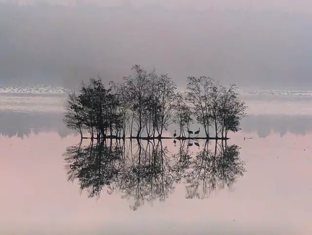 Kraniche bei Sonnenaufgang und Nebel in Sittensen