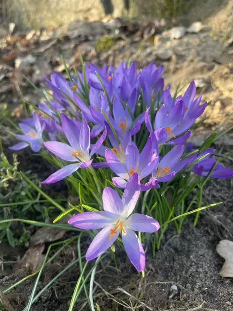 Überall sprießen die Krokusse aus der Erde und bringen Farbe in den grauen Winter!  | Foto: pm