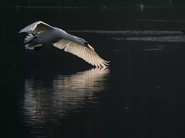 Schwahn im Flug auf dem Appelbeker See 