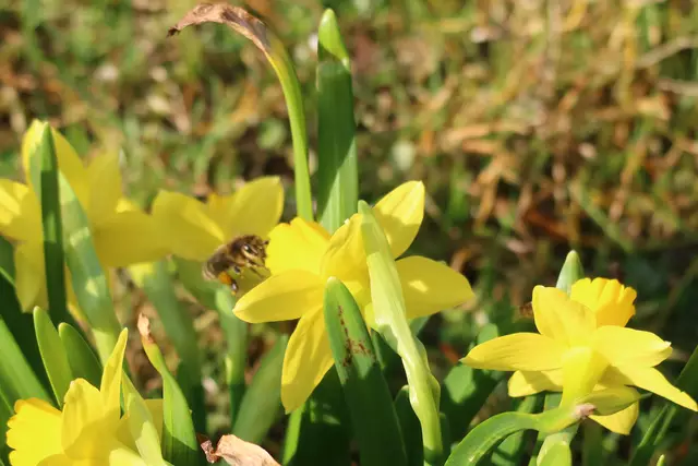 Narzissen als Ziel der Insekten ... | Foto: Axel-Holger Haase
