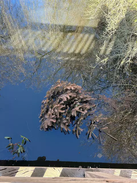 Weihnachtsbaum mit (versteckter) Kugel und Gartenabfälle im See in Buxtehude zwischen Konrad-Adenauer-Allee und Harburger Straße versenkt | Foto: pau