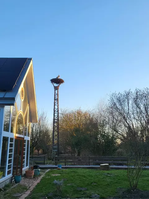 In Jork hat sich der Storch den Platz mit der besten Aussicht ausgesucht | Foto: pau