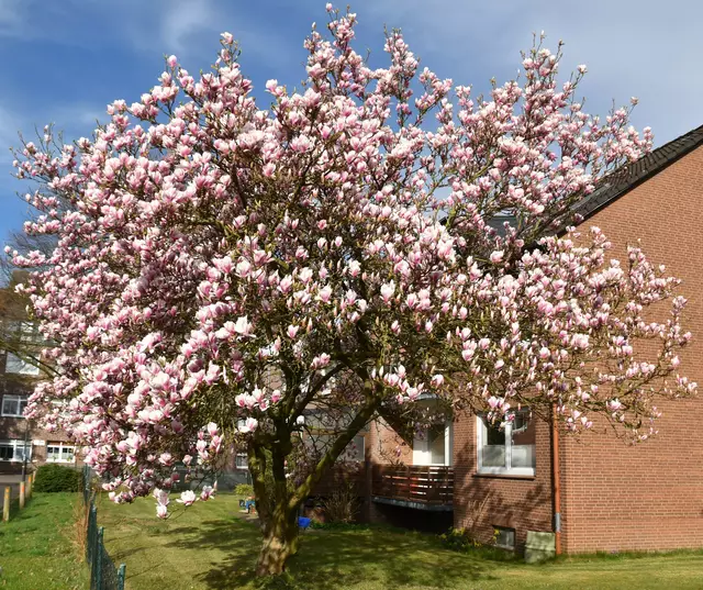 Der Magnolienbaum in der Straße Radegang in Buchholz | Foto: Axel-Holger Haase