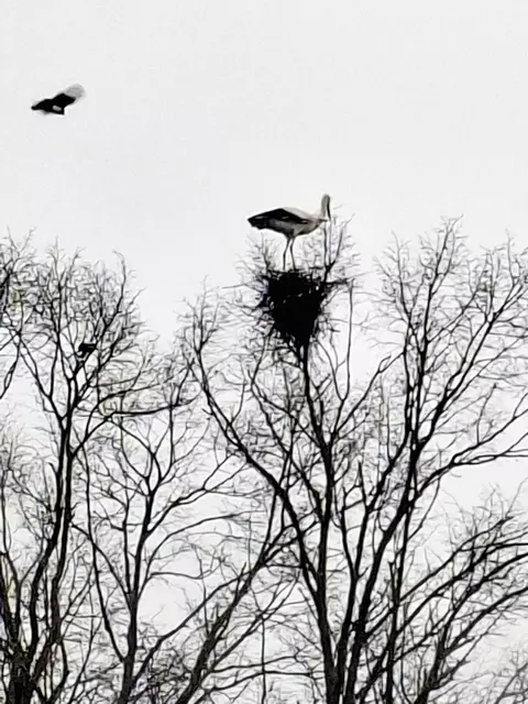 Dieser Storch, der in Elstorf im Lehmkulenweg in einer großen Linde ein Elsternnest ausräuberte, war für die eigentlichen Bewohner wohl eher ein ungebetener Gast | Foto: Karl-Heinz Uebel