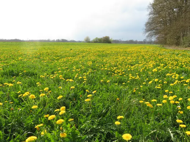 Ein Feld mit Löwenzahn bei Schneverdingen | Foto: Axel-Holger Haase