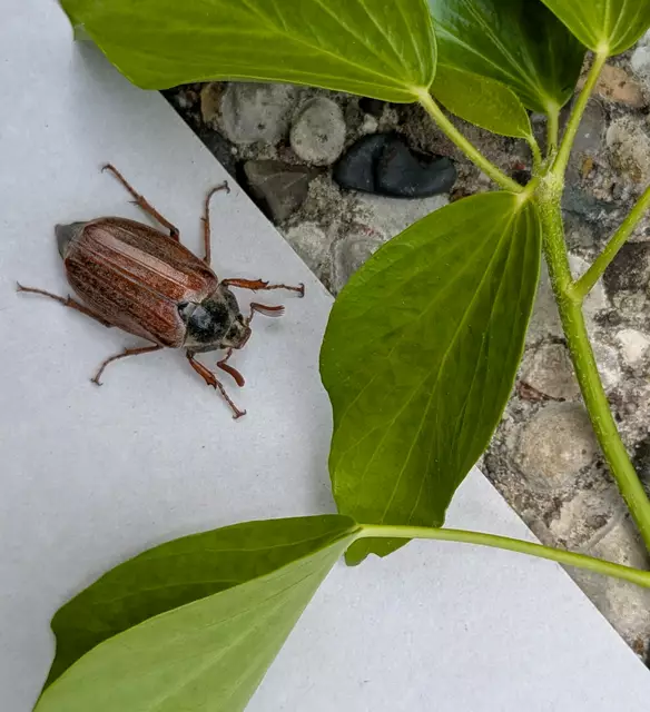 WOCHENBLATT-Leserin Anne Versemann aus Rosengarten-Eckel hat in ihrem Vorgarten einen seltenen Frühlingsbesucher entdeckt: Einen Maikäfer! Das imposante Insekt mit seinen charakteristischen Fühlern ließ sich gut beobachten und sorgte für eine kleine Überraschung am Vormittag | Foto: Anne Versemann